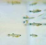 Jonge Guppy’s, Dieren en Toebehoren, Vis