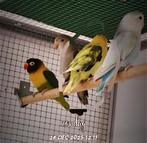 Gele Fisherie mannetje Tekoop, Mannelijk, Dwergpapegaai of Agapornis, Geringd