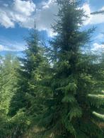 40 stuks kerstbomen B keus 4 m Omorika’s innetten mogelijk, Overige soorten, 250 tot 400 cm, Zomer, Ophalen