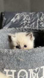 Ragdoll kittens te koop, Dieren en Toebehoren, Katten en Kittens | Raskatten | Langhaar, Poes, 0 tot 2 jaar