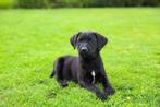 Lieve Labrador x Pointer puppy’s zoeken een gouden mandje!, Dieren en Toebehoren, Honden | Retrievers, Spaniëls en Waterhonden