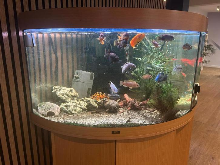 Malawi cichliden, Dieren en Toebehoren, Vissen | Aquaria en Toebehoren, Zo goed als nieuw, Ophalen