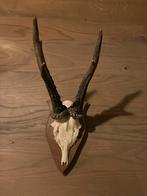 Diverse hertengeweien op schild, Verzamelen, Ophalen, Zo goed als nieuw, Hert, Gewei of Kop