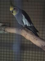 Valkparkiet zie omschrijving., Mannelijk, Parkiet