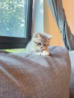 Britse korthaar kittens . Raszuivere Britse kittens, Dieren en Toebehoren, Meerdere dieren, Ontwormd, 0 tot 2 jaar