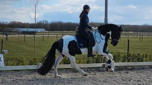 Meervoudig Grandprix amazone heeft tijd om jou te helpen., Diensten en Vakmensen, Dieren | Paarden | Verzorging, Oppas en Les