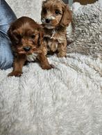 Maltipoo pups, Overige rassen, 8 tot 15 weken, Meerdere, Meerdere dieren