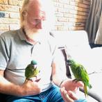 Ara nobilis (jong, geslacht onbekend), Meerdere dieren, Dwergpapegaai of Agapornis, Geringd