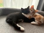 1lieve kater  en 1 rood poesjemag gelijk mee, Dieren en Toebehoren, Katten en Kittens | Overige Katten, Kater, Kortharig, 0 tot 2 jaar