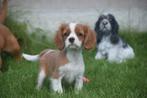 Cavalier King Charles pups geboren in Belgie, Dieren en Toebehoren, Honden | Retrievers, Spaniëls en Waterhonden, Meerdere, Meerdere dieren