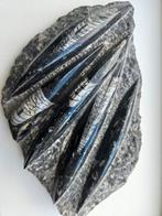 Orthoceras fossiel, Ophalen of Verzenden, Fossiel