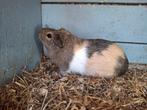 Cavia zeugjes, Vrouwelijk, Cavia, Voor 1 juli 2024