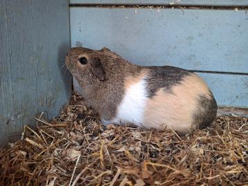 Cavia zeugjes beschikbaar voor biedingen