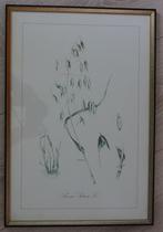 Botanische prent, Antiek en Kunst, Ophalen of Verzenden
