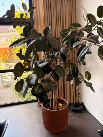 Ficus Rubberplant beschikbaar voor biedingen