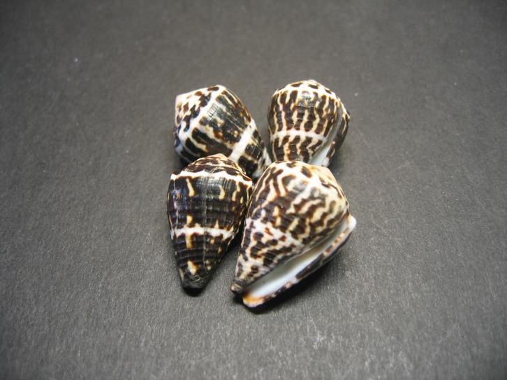 Schelpen: Conus chaldaeus  Röding,  1798., Verzamelen, Mineralen en Fossielen, Schelp(en), Ophalen of Verzenden
