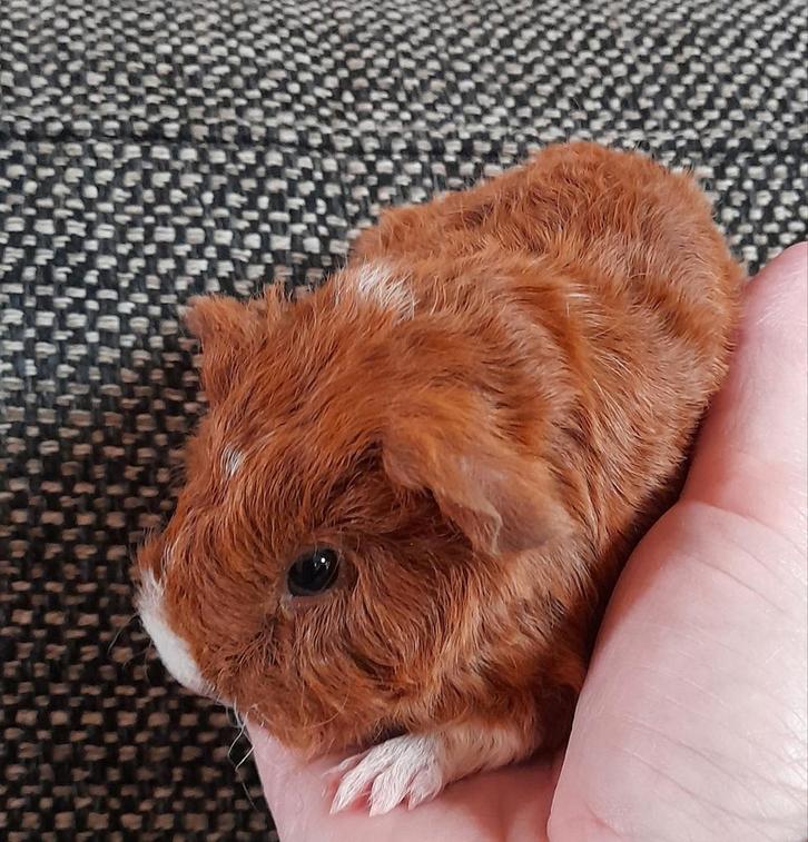 Lief,Rex,beertje,jonge cavia,rood/bont,te reserveren,vervoer, Dieren en Toebehoren, Knaagdieren, Mannelijk, Cavia, Oktober, Tam