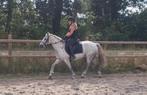 ZEER BRAVE D PONY!!, Dieren en Toebehoren, Pony's, Merrie, D pony (1.37m tot 1.48m), 7 tot 10 jaar