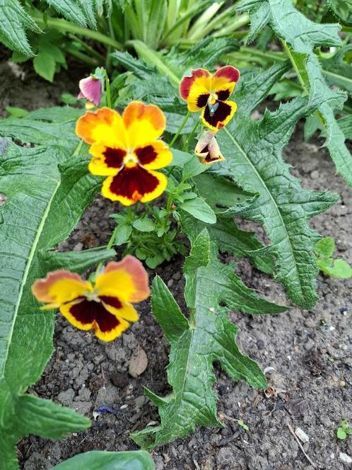 Viooltjes mix, Tuin en Terras, Bloembollen en Zaden, Zaad, Volle zon, Ophalen of Verzenden