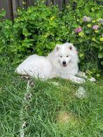 samojeed puppy's, Rabiës (hondsdolheid), 8 tot 15 weken, Poolhond, Meerdere