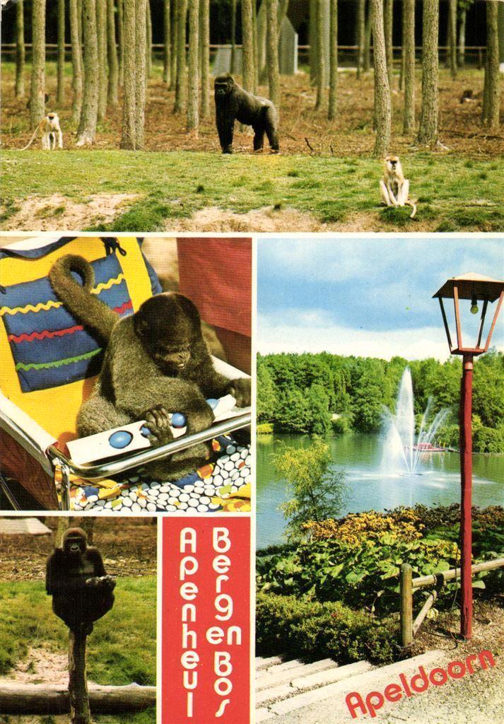 Apenheul Berg en Bos, Apeldoorn - 4 afb. apen - gelopen, Verzamelen, Ansichtkaarten | Nederland, Gelopen, Gelderland, Voor 1920