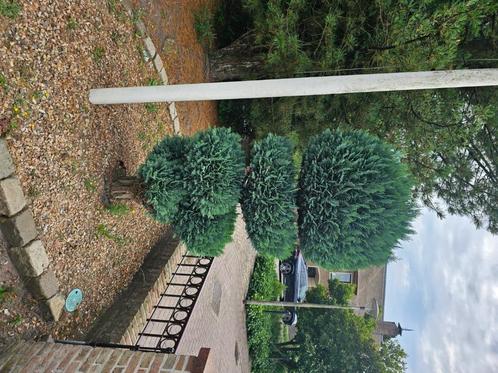 Diverse bomen en struiken. Gratis afhalen, Tuin en Terras, Planten | Bomen, Overige soorten, Ophalen
