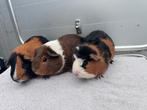Lieve cavia’s, Dieren en Toebehoren, Knaagdieren, Cavia, Augustus, Mannelijk, Tam