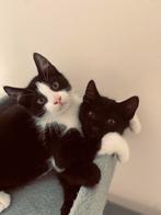 Nala en Kenji (kittens), Dieren en Toebehoren, Katten en Kittens | Dekkaters, 0 tot 2 jaar