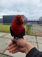 Super tamme edelpapegaai pop., Dieren en Toebehoren, Vrouwelijk, Parkiet, Geringd