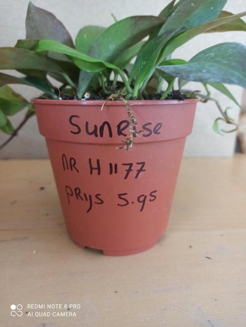 Hoya Sunrise pm 12 nummer H1177, Huis en Inrichting, Kamerplanten, Overige soorten, Minder dan 100 cm, Ophalen of Verzenden