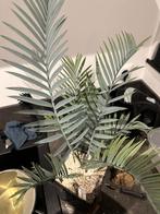 Encephalartos te koop, Tuin en Terras, Planten | Bomen, Minder dan 100 cm, Overige soorten, Ophalen of Verzenden