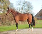 2,5 jarige hengst Next level x Parcival, Dieren en Toebehoren, Paarden, Gechipt, Dressuurpaard, Hengst, 3 tot 6 jaar
