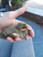 Jonge loopeendjes loopeend eendjes eenden kuikens, Dieren en Toebehoren, Pluimvee, Meerdere dieren, Eend