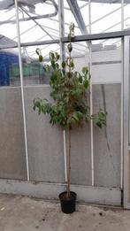 Cornus kousa chinensis | Japanse kornoelje, Tuin en Terras, Ophalen, Overige soorten, Volle zon