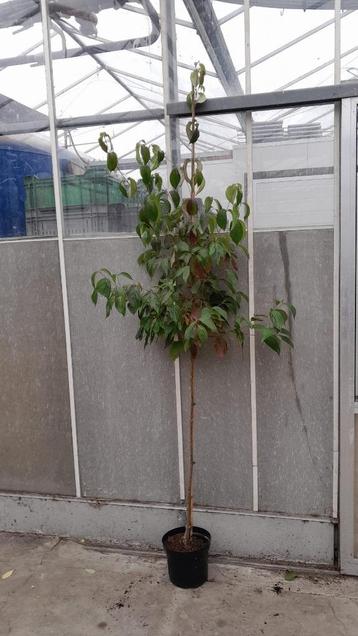 Cornus kousa chinensis | Japanse kornoelje  beschikbaar voor biedingen