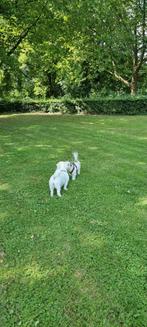 Hondenuitlaatservice Little Dog