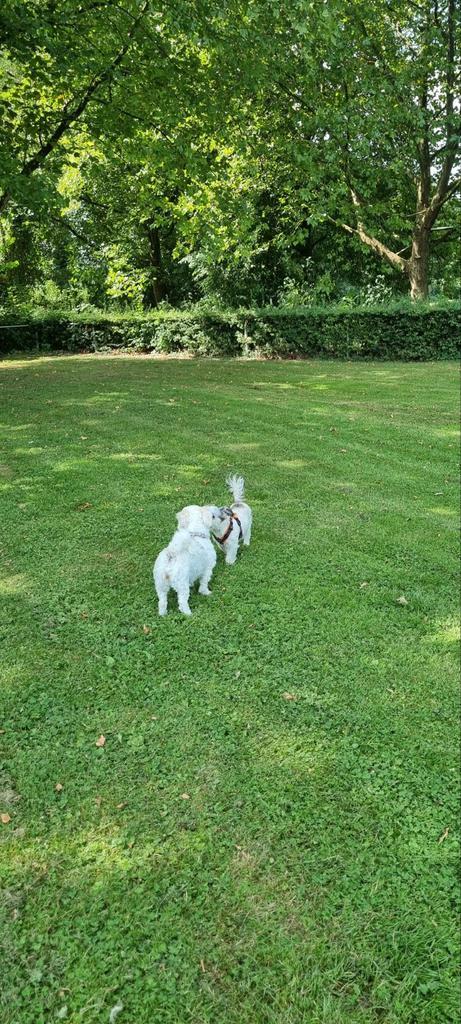 Hondenuitlaatservice Little Dog, Diensten en Vakmensen, Dieren | Honden | Verzorging, Oppas en Les