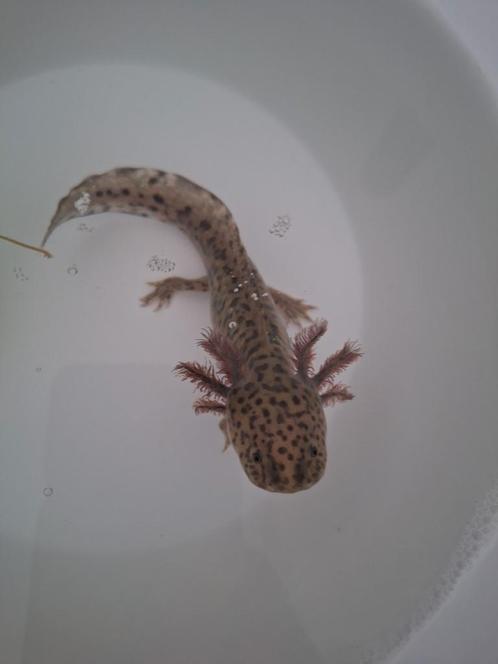 Kleine lieve schattige axolotls, Dieren en Toebehoren, Reptielen en Amfibieën, Amfibie, 0 tot 2 jaar