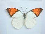 vlinder Hebomoia Glausippe Celebensis, Verzamelen, Dierenverzamelingen, Ophalen of Verzenden, Nieuw, Overige soorten, Opgezet dier