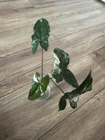 Syngonium Albo, Huis en Inrichting, Kamerplanten, Ophalen of Verzenden, Halfschaduw, Minder dan 100 cm