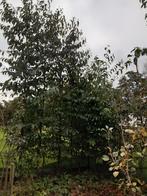 Alnus spaethi 'Spaeth', Tuin en Terras, Planten | Bomen, Ophalen