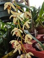 COELOGYNE TOMENTOSA ORCHIDEE, Ophalen of Verzenden, Overige soorten, Minder dan 100 cm