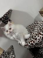 Shirazi, Dieren en Toebehoren, Katten en Kittens | Raskatten | Langhaar, Meerdere dieren, 0 tot 2 jaar
