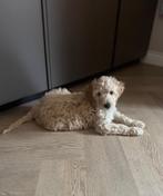 Labradoodle pup, Dieren en Toebehoren, Honden | Retrievers, Spaniëls en Waterhonden, Overige rassen, 8 tot 15 weken, CDV (hondenziekte)