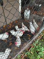 Broedeieren witte leghorn, Dieren en Toebehoren, Pluimvee, Geslacht onbekend, Kip