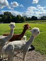 Alpaca merries, alpaca, Dieren en Toebehoren, September, Vrouwelijk