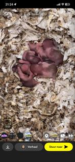 4 baby goudhamsters te koop mogen over 3 weken nest verlaten, Dieren en Toebehoren, Knaagdieren, Hamster, Meerdere dieren, Tam