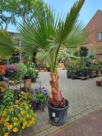 Trachycarpus Fortunei stam +/- 60cm hoog / +/- 50cm dik, Volle zon, Ophalen of Verzenden, Lente, Minder dan 100 cm