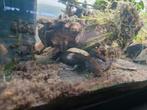2 axolotls donker + lichte, Dieren en Toebehoren, Januari, Meerdere dieren