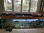 Vol glas Aquarium 200x51x61 cm met houten rand onder/boven., Ophalen of Verzenden, Zo goed als nieuw, Gevuld zoetwateraquarium